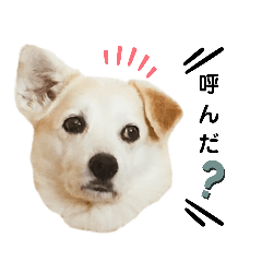 [LINEスタンプ] 我が家のくぅたん3