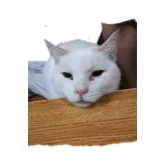 [LINEスタンプ] 我が家の毛深い子供たち
