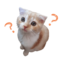 [LINEスタンプ] こねこのてぃーこ