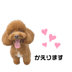 [LINEスタンプ] トイプードル こはくのスタンプ