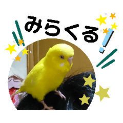 [LINEスタンプ] インコのスタンプ《その5》外国語