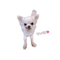 [LINEスタンプ] たっくんのゆかいな動物たち