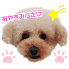 [LINEスタンプ] プードルちゃんのあいさつ