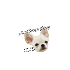 こんにちは、あおくん