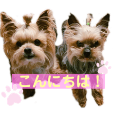 [LINEスタンプ] 蘭丸といちご