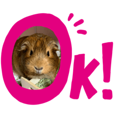 [LINEスタンプ] モルモットのもんちゃん