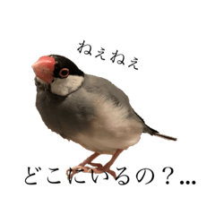 [LINEスタンプ] 毎日文鳥りんちゃん①