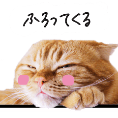 [LINEスタンプ] ネコのソル君による日常会話【2】