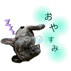 [LINEスタンプ] フレンチブルドックのロッタちゃん