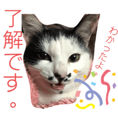 [LINEスタンプ] うちの犬猫達1