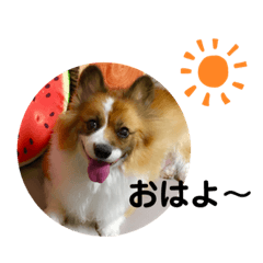 [LINEスタンプ] コーギー ベルさんの日常。
