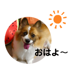 [LINEスタンプ] コーギー ベルさんの日常。の画像（メイン）