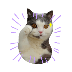 [LINEスタンプ] にゃんとも…