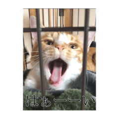 [LINEスタンプ] 盆(猫)