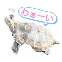 [LINEスタンプ] ニホンイシガメのらんちゃん日常スタンプ2