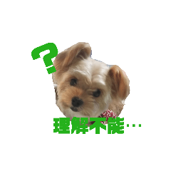 [LINEスタンプ] 可愛い家の犬スタンプ