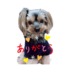 [LINEスタンプ] 我が家のヨーキー