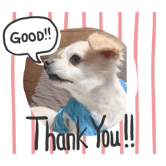 [LINEスタンプ] シンちゃんの気持ち