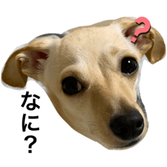 [LINEスタンプ] しんばくんくん