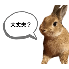[LINEスタンプ] 我が家のウサギと飼い主