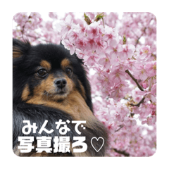 [LINEスタンプ] HENTAI BROTHERS with HIME.Pomeranians