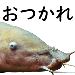 [LINEスタンプ] 水族会話