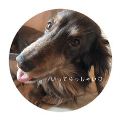 [LINEスタンプ] ロンくん日常スタンプ