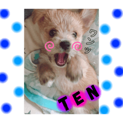[LINEスタンプ] 愛犬テンくんのスタンプ(伊予弁)