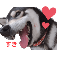 [LINEスタンプ] 毎日黒柴はなちゃん