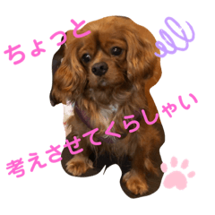 [LINEスタンプ] キャバリアルビーのココちゃん  3