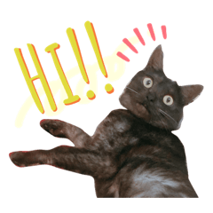 [LINEスタンプ] かぎさんと紫苑 2