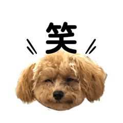 [LINEスタンプ] トイプードルのもぐ2
