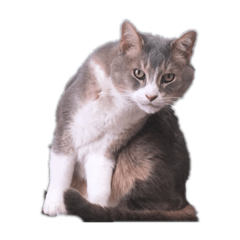 [LINEスタンプ] 坂本家のそらたむ