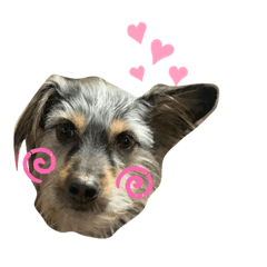 [LINEスタンプ] 犬の気持ちphoto stamp【愛犬めるたん】