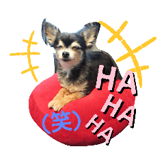 [LINEスタンプ] いぬスタイル