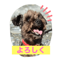 [LINEスタンプ] ゆかいな動物コレクション