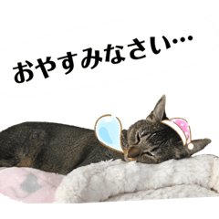 [LINEスタンプ] 我が家の猫 るるちゃん2