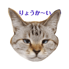 [LINEスタンプ] ネコとハッピーライフ
