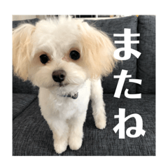 [LINEスタンプ] ポメプーの麦ちゃん༞♡