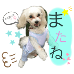 [LINEスタンプ] マルチーズの日常1