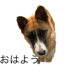 [LINEスタンプ] 面白い犬の言葉
