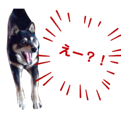 [LINEスタンプ] 黒豆柴カンナ2