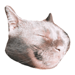 [LINEスタンプ] 猫 ういたん