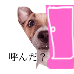 [LINEスタンプ] ジャックラッセル豆蔵