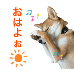 [LINEスタンプ] 柴犬きたろう