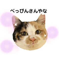 [LINEスタンプ] あわねこ保育園の園児たち〜阿波弁〜