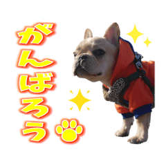 [LINEスタンプ] フレンチブルドッグ『たいが君』のスタンプ