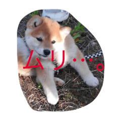 [LINEスタンプ] 柴犬ハルちゃん