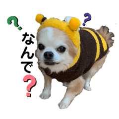 [LINEスタンプ] チワワのtoto