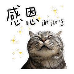 [LINEスタンプ] 私はポルシェ猫です